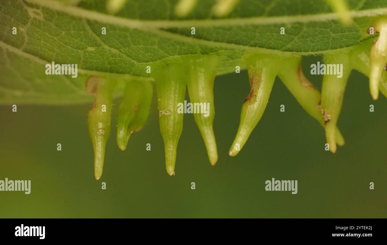 Mouche de Gall en forme d'alune de l'hackberry (Celticecis subulata) Banque D'Images