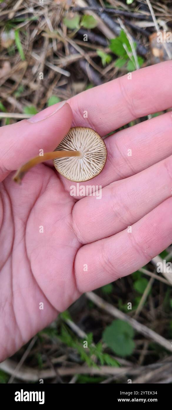 Casquette Sprucecone (Strobilurus esculentus) Banque D'Images