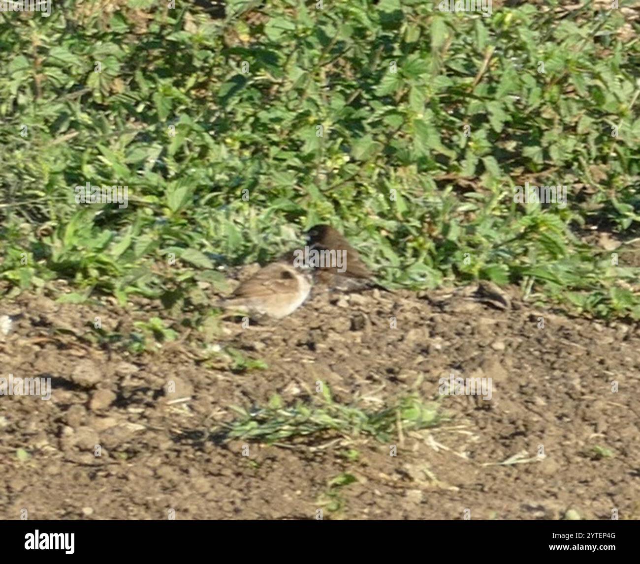 Mannikin en bronze (Spermestes cucullata) Banque D'Images