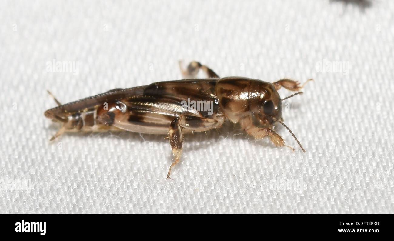 Sauterelle pygmée (Neotridactylus apicialis) Banque D'Images
