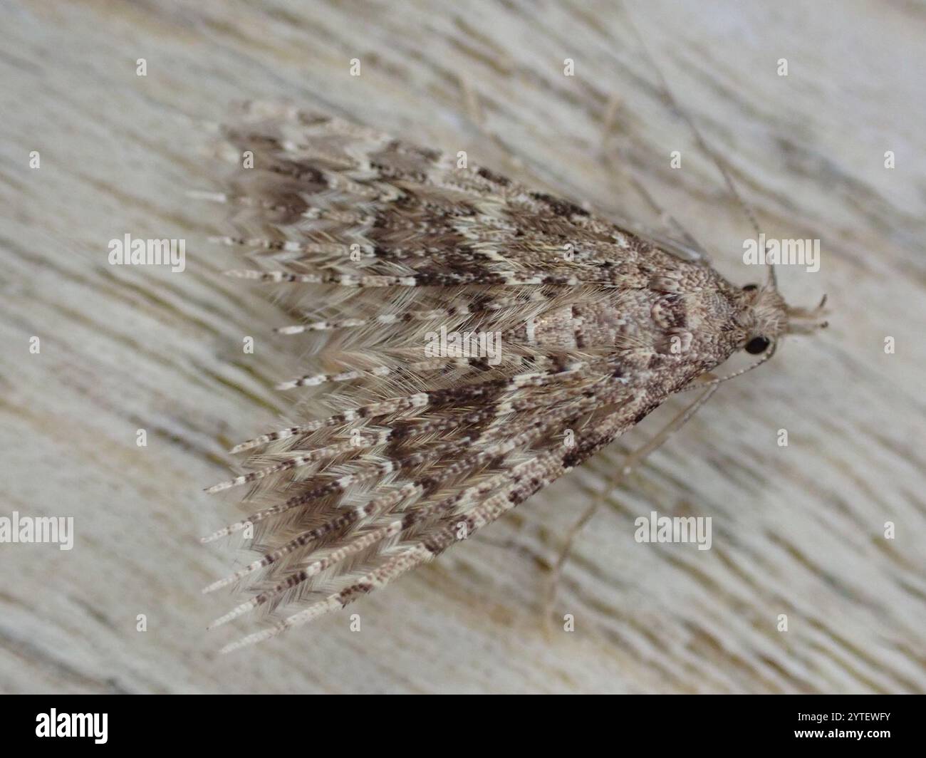 Vingt-plume Moth (Alucita hexadactyla) Banque D'Images