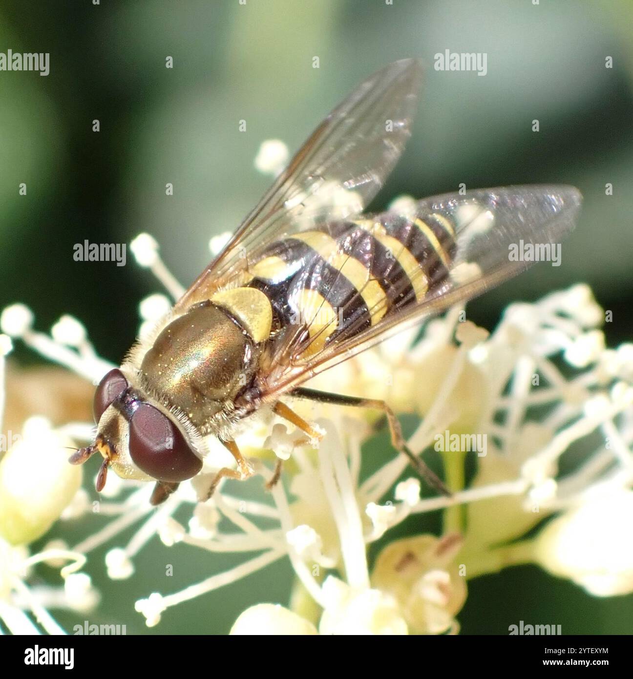 Mouche à fleurs noires (Syrphus vitripennis) Banque D'Images