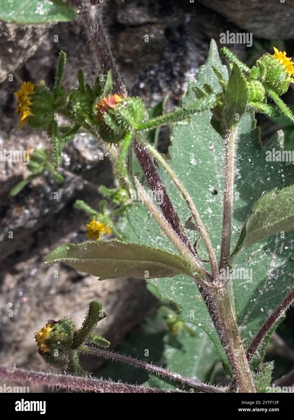 Millepertuis oriental (Sigesbeckia orientalis) Banque D'Images