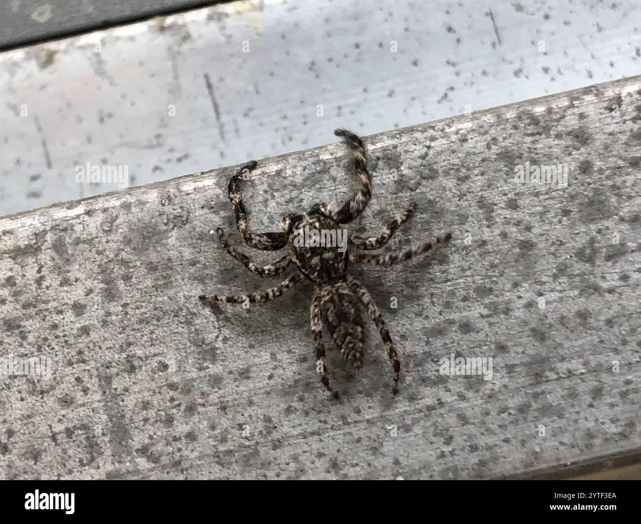 Araignée sautante Tan (Platycryptus undatus) Banque D'Images