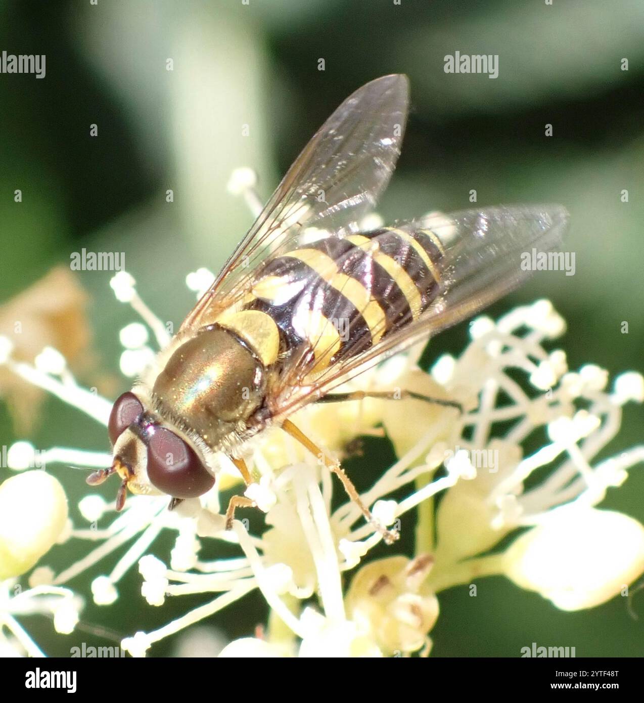 Mouche à fleurs noires (Syrphus vitripennis) Banque D'Images