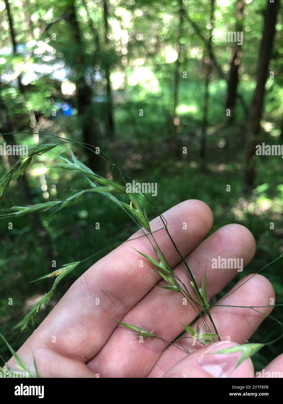 Brome des bois velu (Bromus pubescens) Banque D'Images