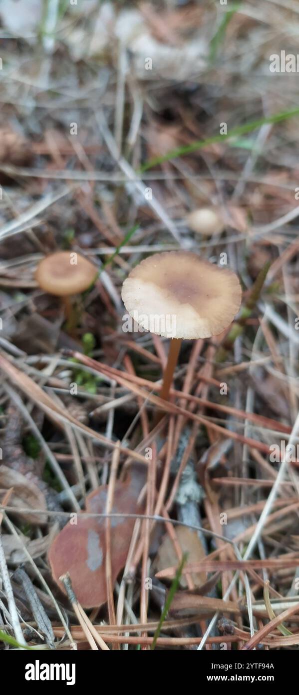 Casquette Sprucecone (Strobilurus esculentus) Banque D'Images
