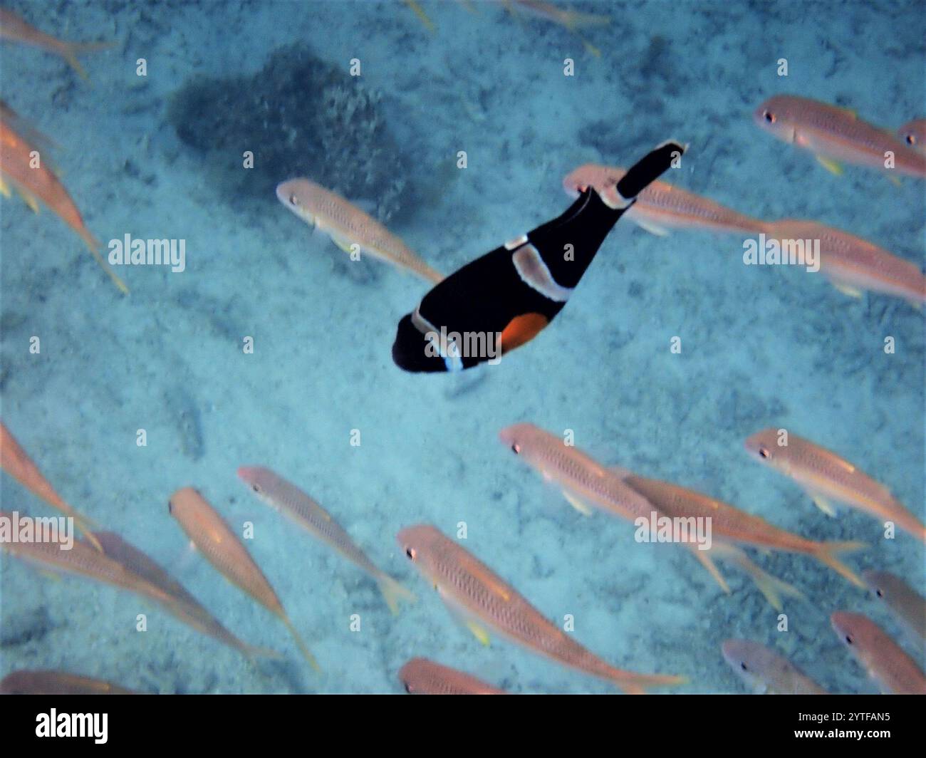 Anemonefish mauricien (Amphiprion chrysogaster) Banque D'Images