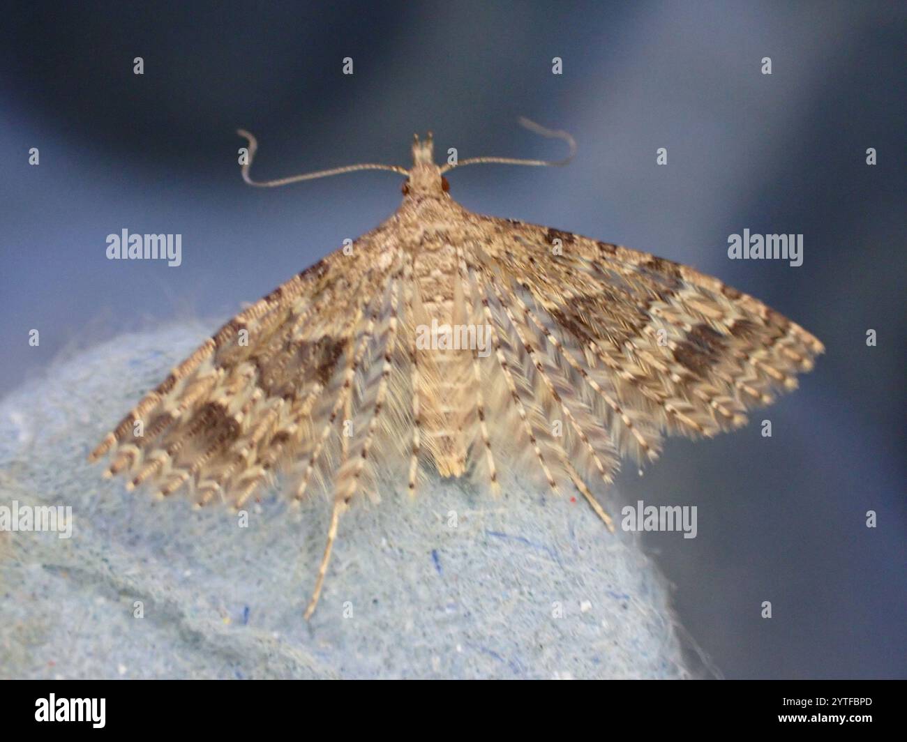 Vingt-plume Moth (Alucita hexadactyla) Banque D'Images