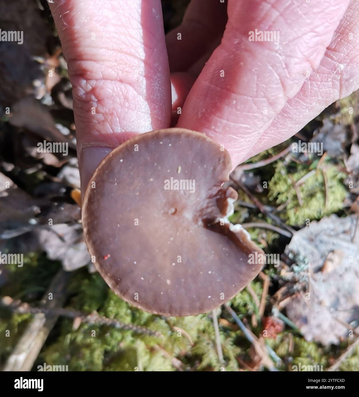 Casquette Sprucecone (Strobilurus esculentus) Banque D'Images
