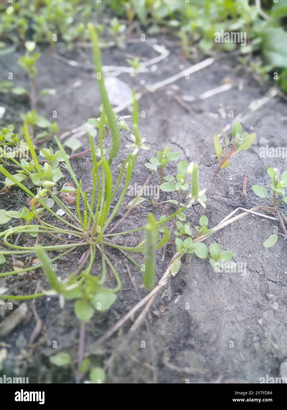 Petite queue de mousette (Myosurus minimus) Banque D'Images