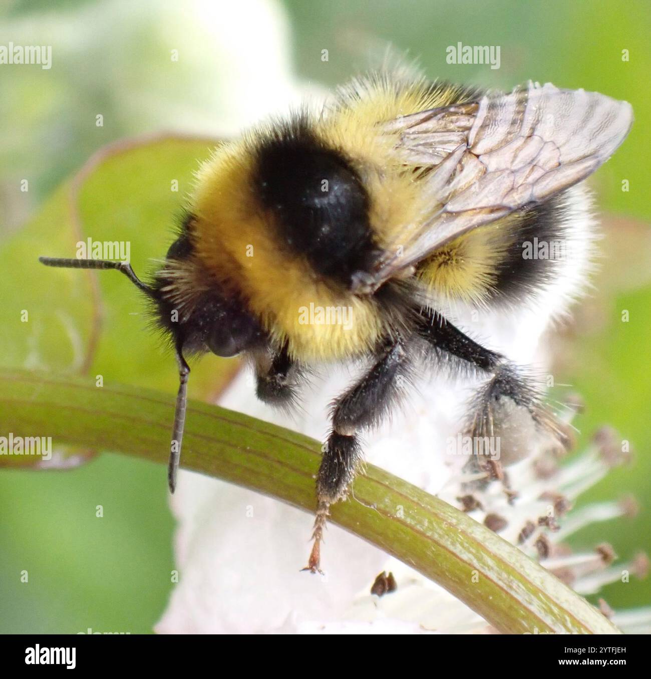Heath Bumble Bee (Bombus jonellus) Banque D'Images