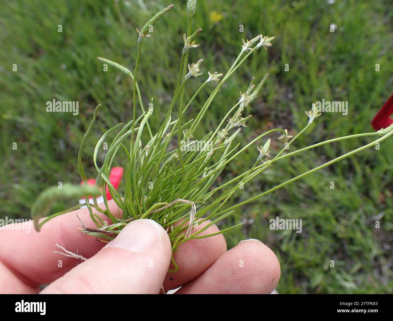 Petite queue de mousette (Myosurus minimus) Banque D'Images