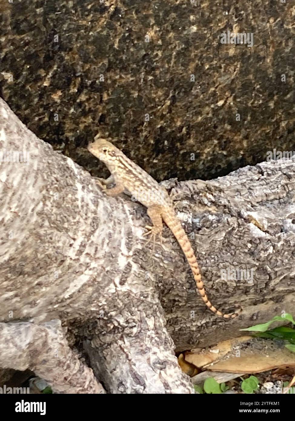 Le Lézard Curly nord (Leiocephalus carinatus) Banque D'Images