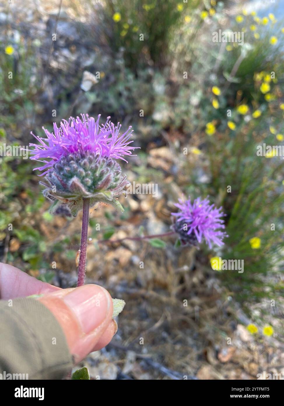 Menthe coyote (Monardella villosa) Banque D'Images