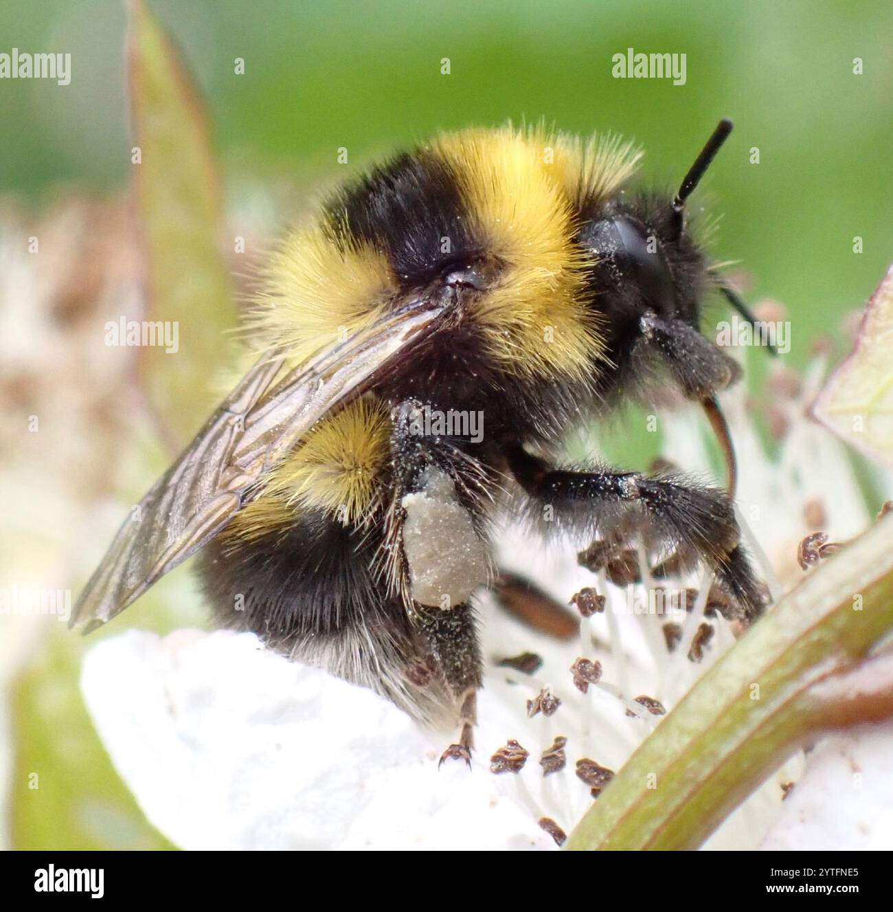 Heath Bumble Bee (Bombus jonellus) Banque D'Images