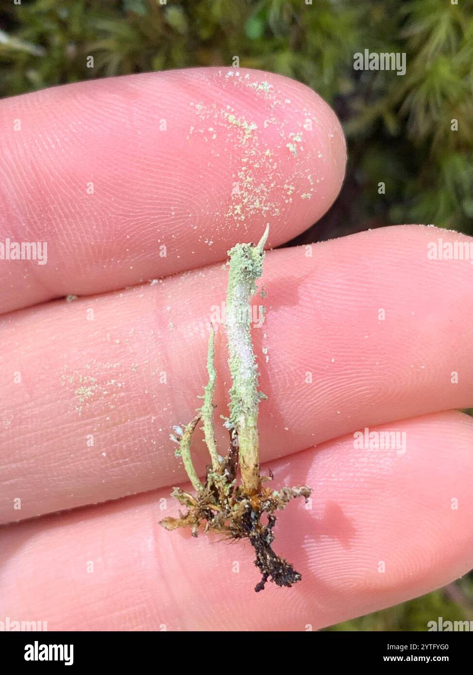 Soldats jouets (Cladonia bellidiflora) Banque D'Images