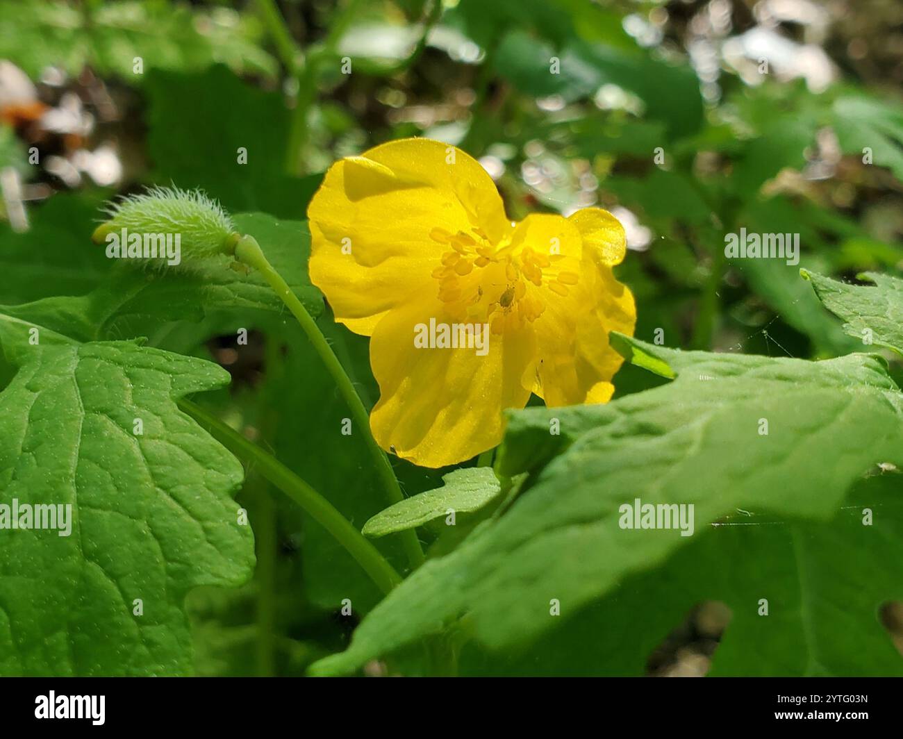 Celandine Poppy (Stylophorum diphyllum) Banque D'Images