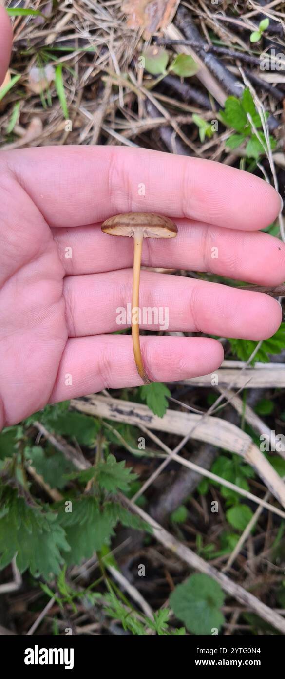 Casquette Sprucecone (Strobilurus esculentus) Banque D'Images