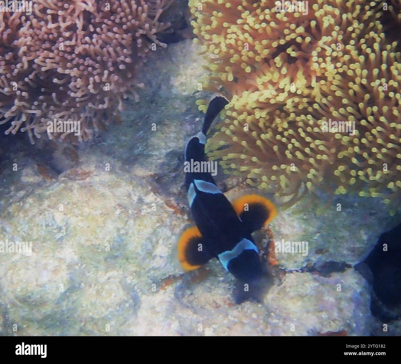 Anemonefish mauricien (Amphiprion chrysogaster) Banque D'Images
