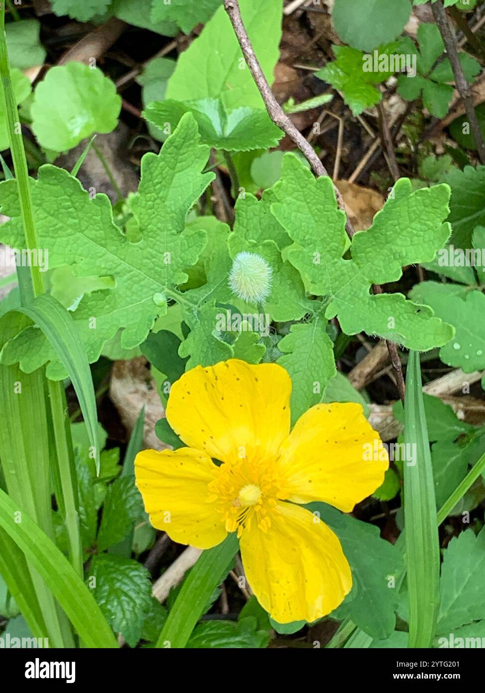 Celandine Poppy (Stylophorum diphyllum) Banque D'Images