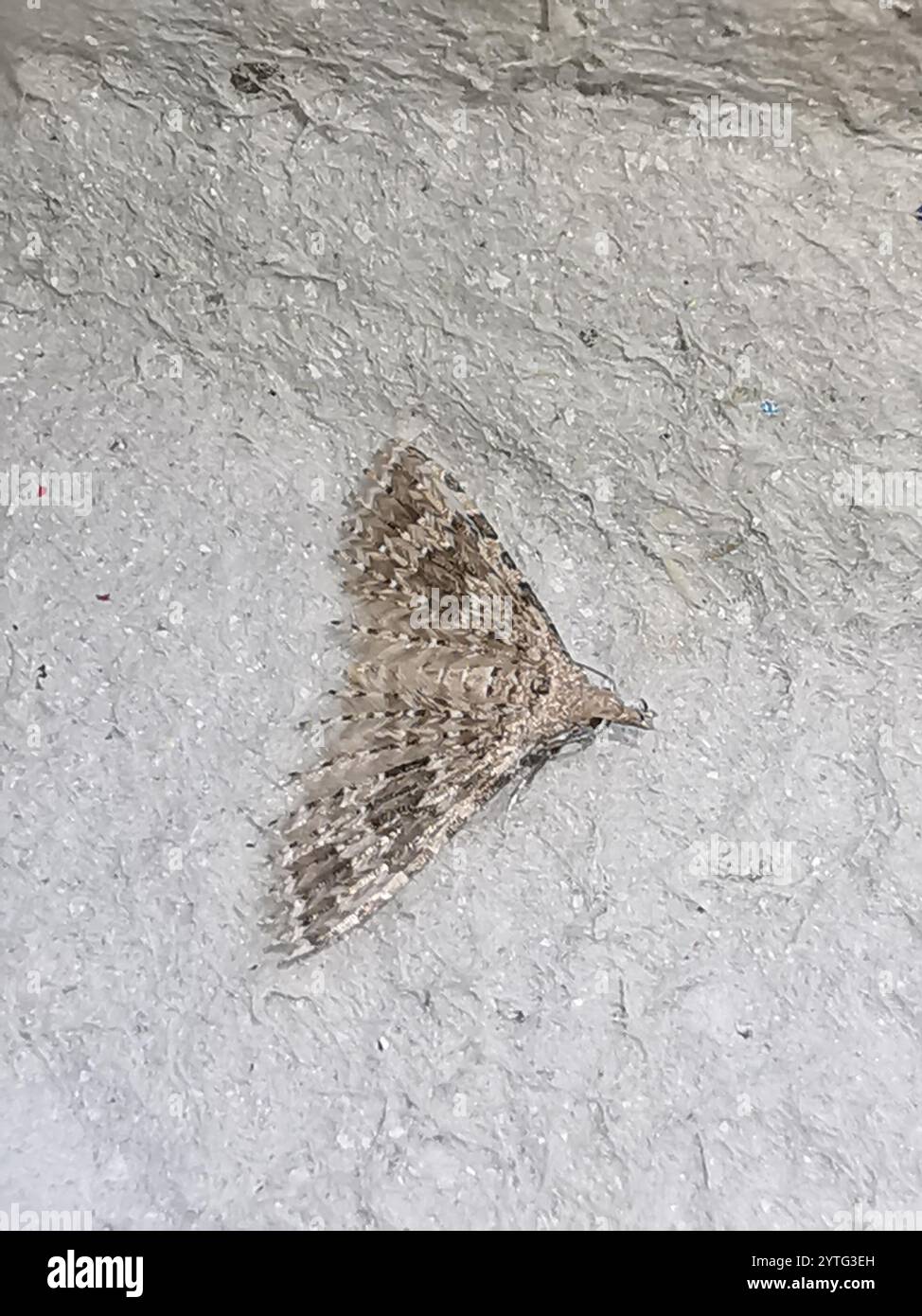 Vingt-plume Moth (Alucita hexadactyla) Banque D'Images