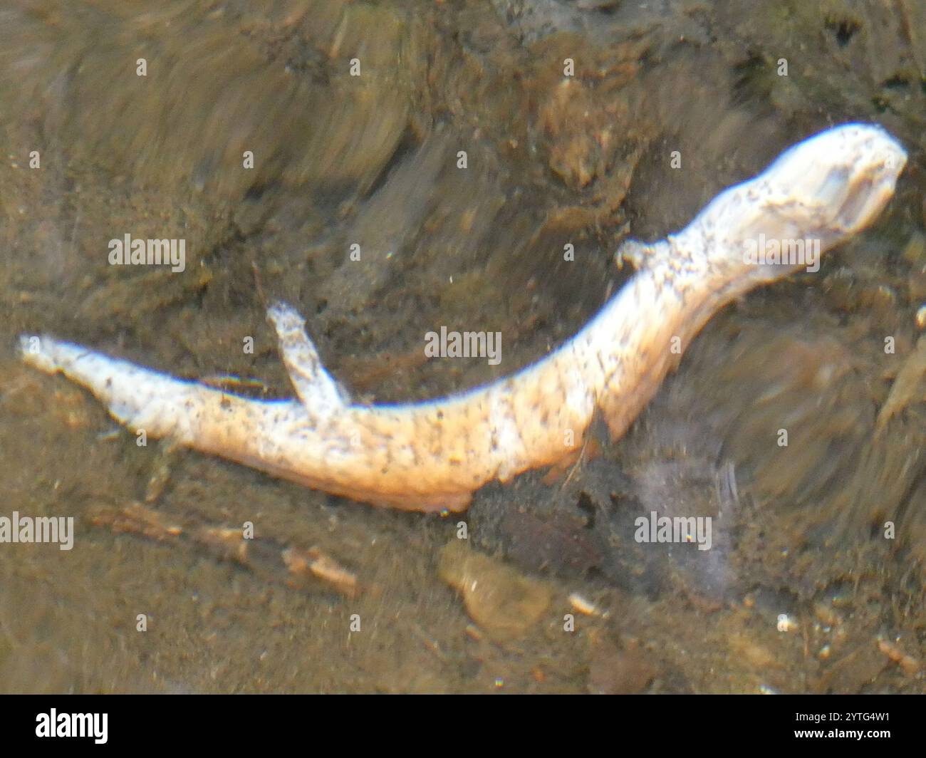 Salamandre du printemps nordique (Gyrinophilus porphyriticus porphyriticus) Banque D'Images
