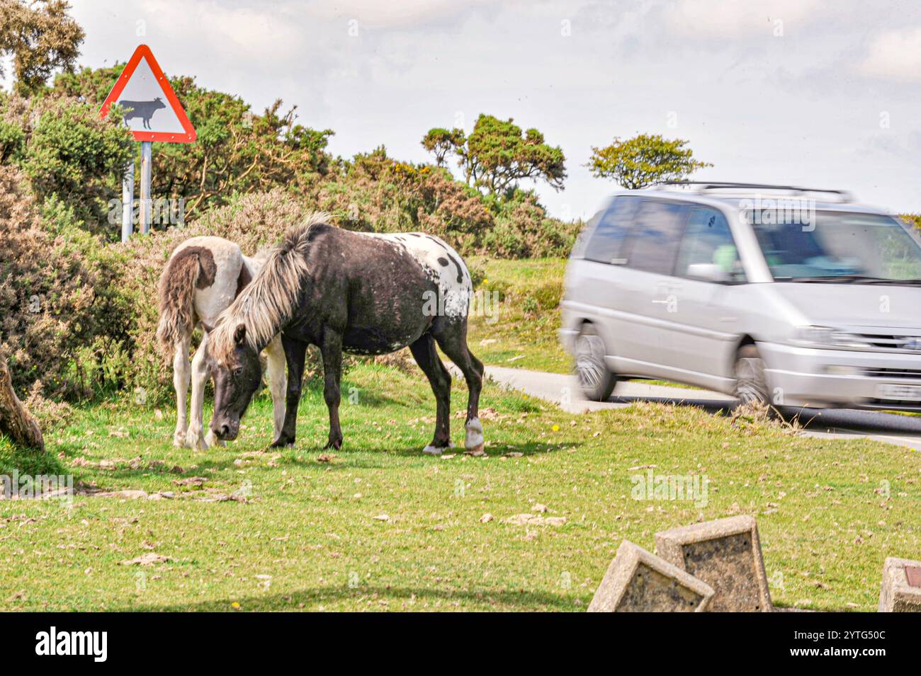 poneys errant dans les landes et les routes ouvertes causant des troubles de la circulation Banque D'Images