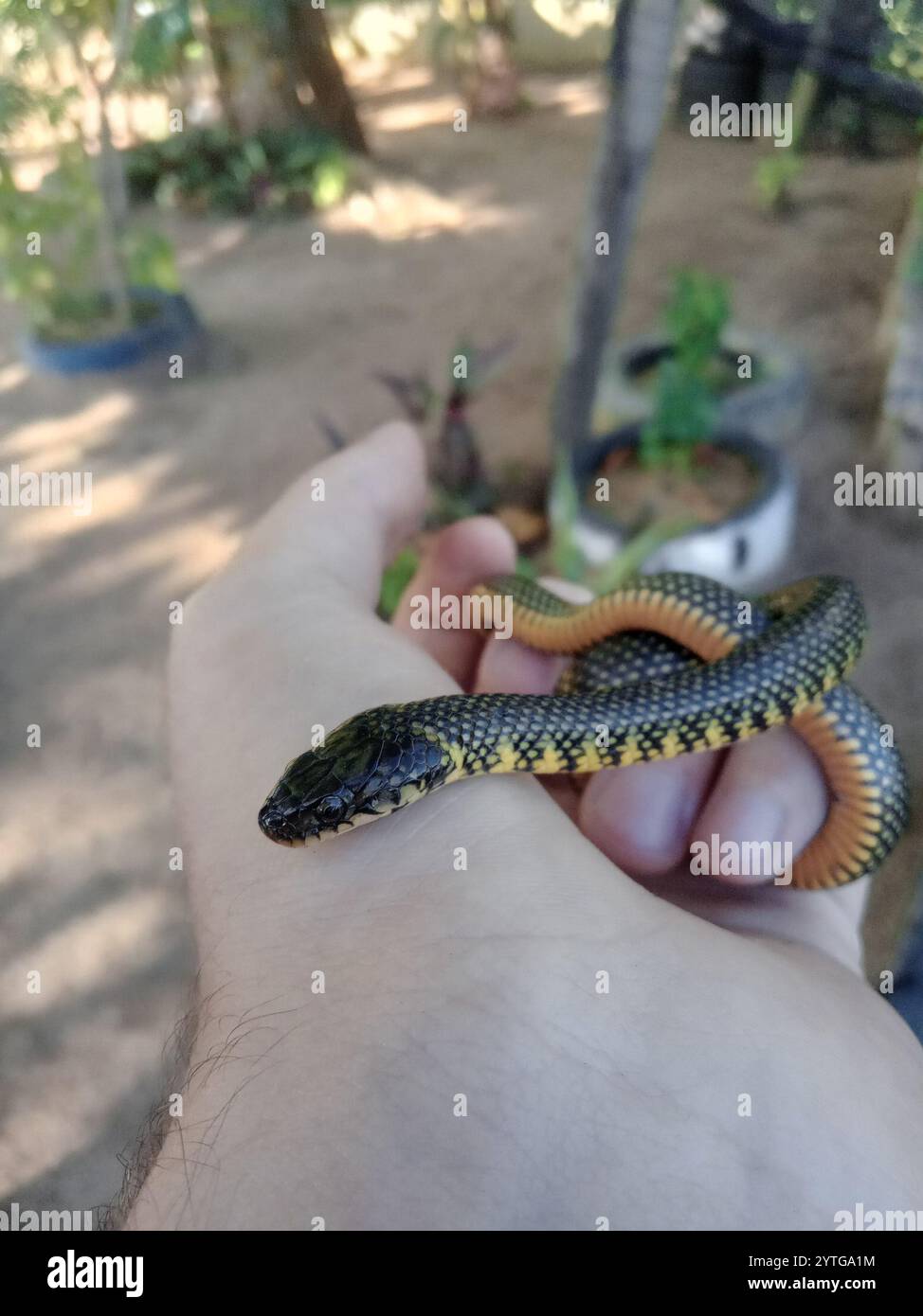 Serpent terrestre militaire (Erythrolamprus miliaris) Banque D'Images