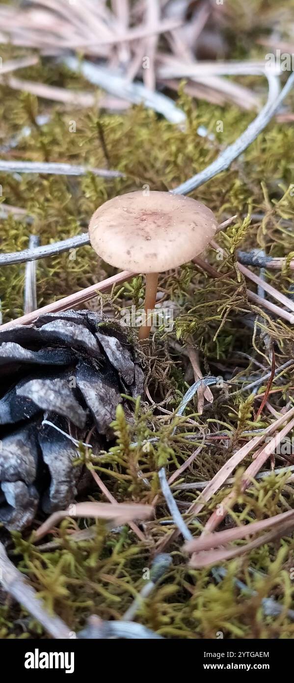 Casquette Sprucecone (Strobilurus esculentus) Banque D'Images