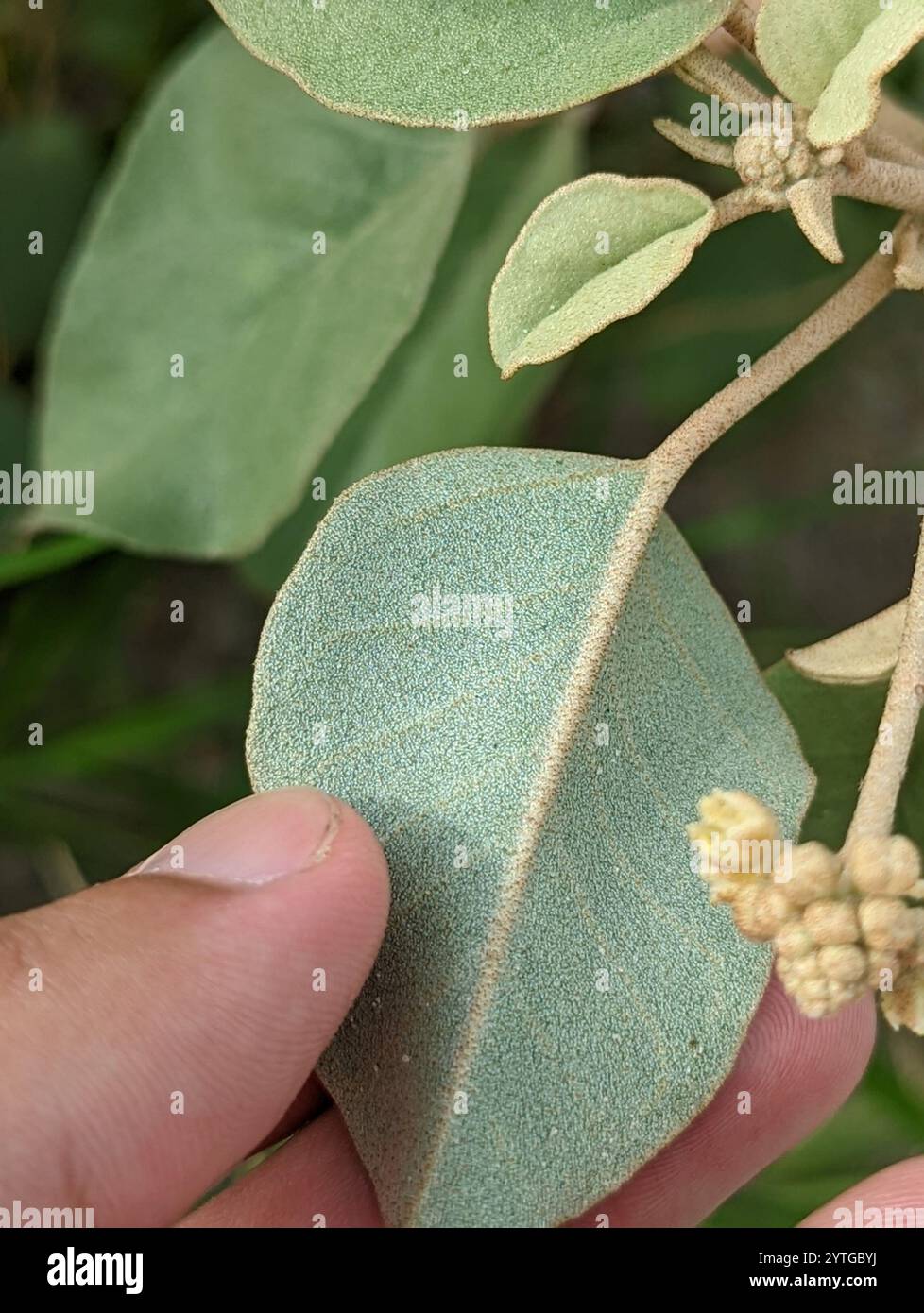 Plage Croton (Croton punctatus) Banque D'Images