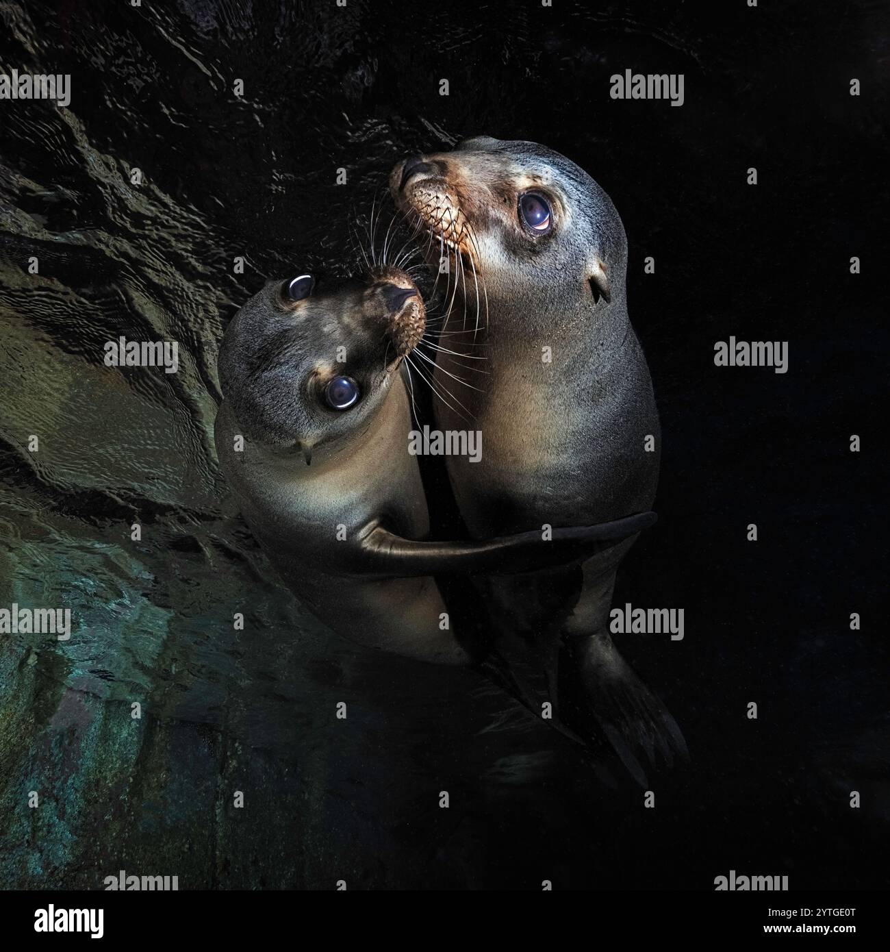 Au niveau des yeux avec deux chiots de lions de mer (Otariinae) près de la surface. Réflexions de surface ci-dessus. Banque D'Images