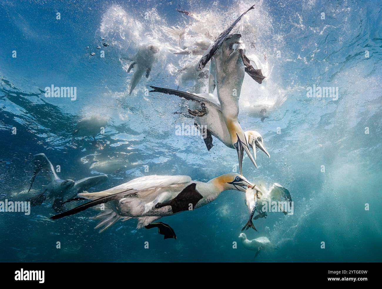 Au niveau des yeux avec des gannets du Nord (Morus bassanus) prenant du maquereau (Scomber scombrus) sous l'eau. Plusieurs autres gannets de plongée en arrière-plan Banque D'Images