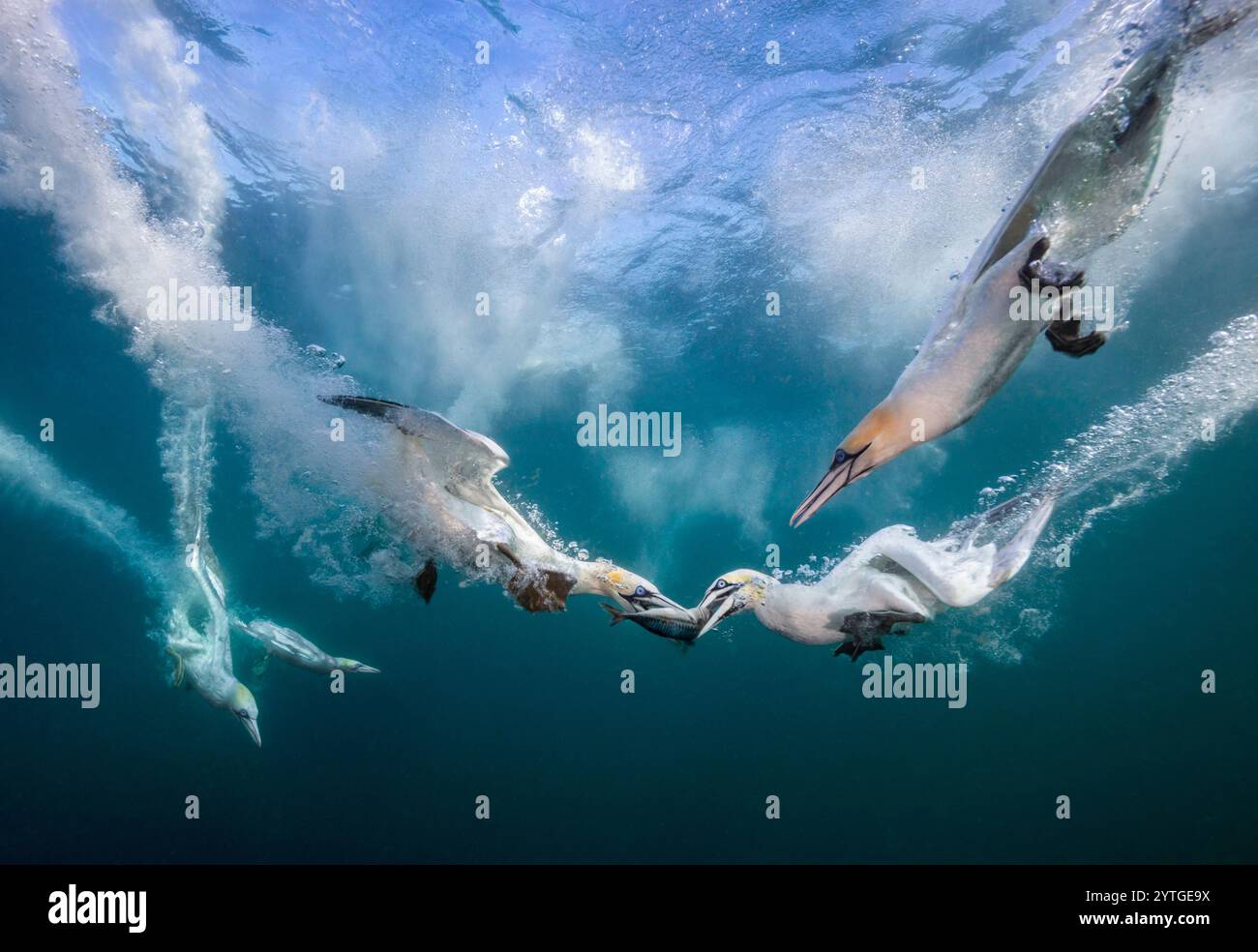 Au niveau des yeux avec des gannets du Nord (Morus bassanus) prenant du maquereau (Scomber scombrus) sous l'eau. Plusieurs autres gannets de plongée en arrière-plan. Banque D'Images