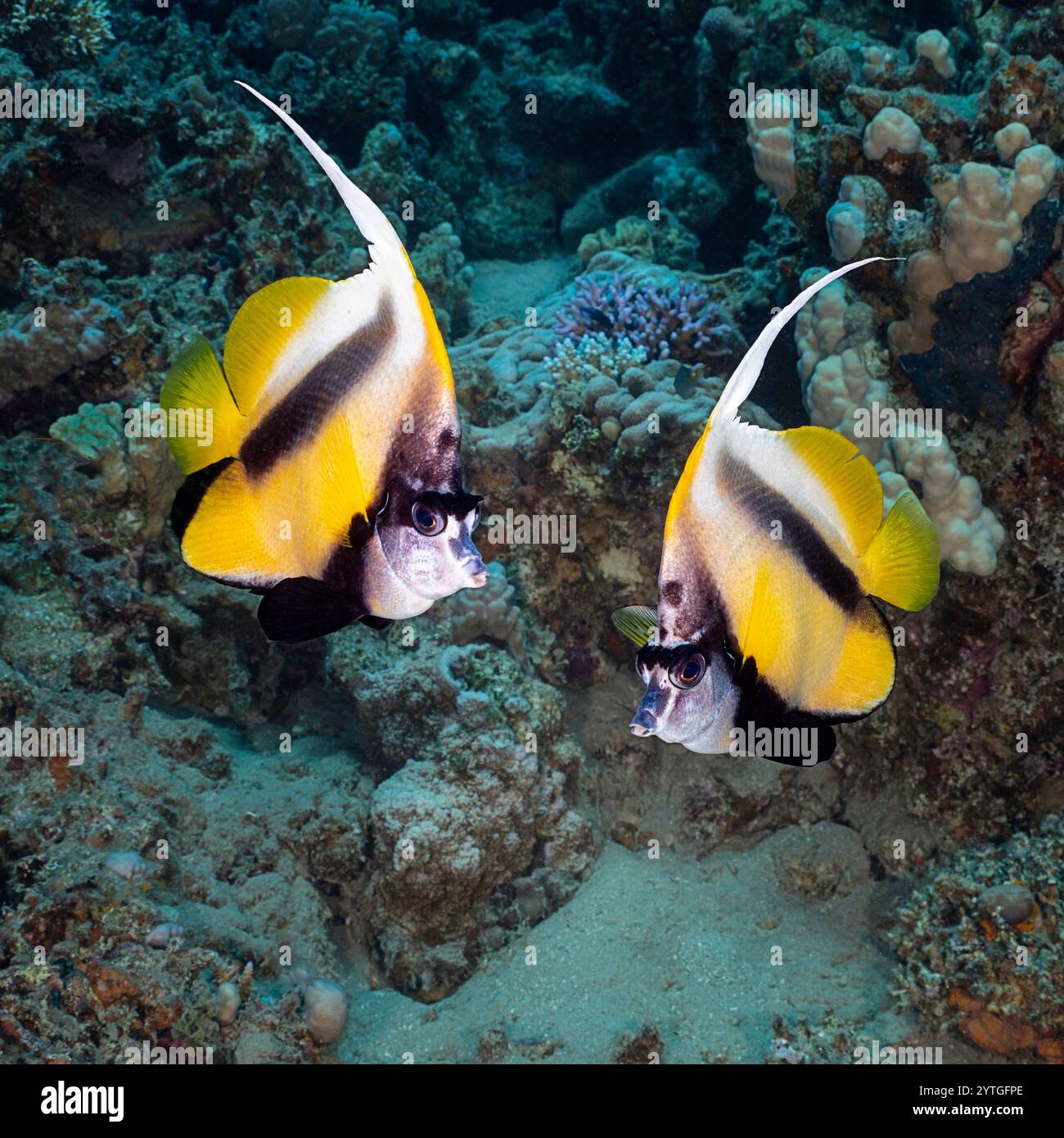 Au niveau des yeux avec deux poissons banlieues (Heniochus intermedius). Derrière se trouve un mélange de corail dur. Banque D'Images