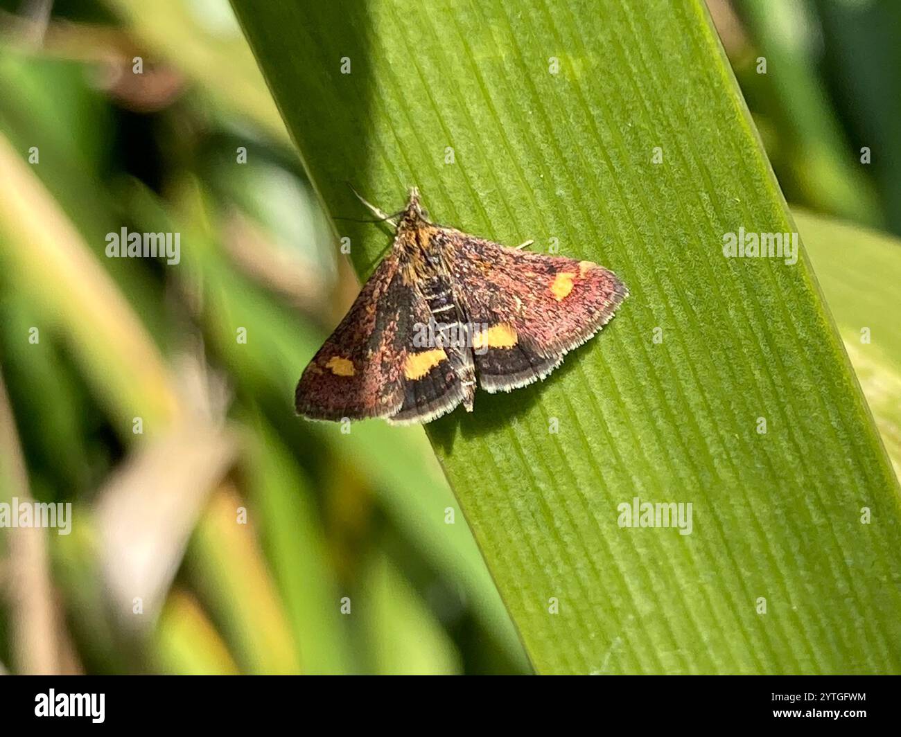 Menthe (Pyrausta aurata) Banque D'Images
