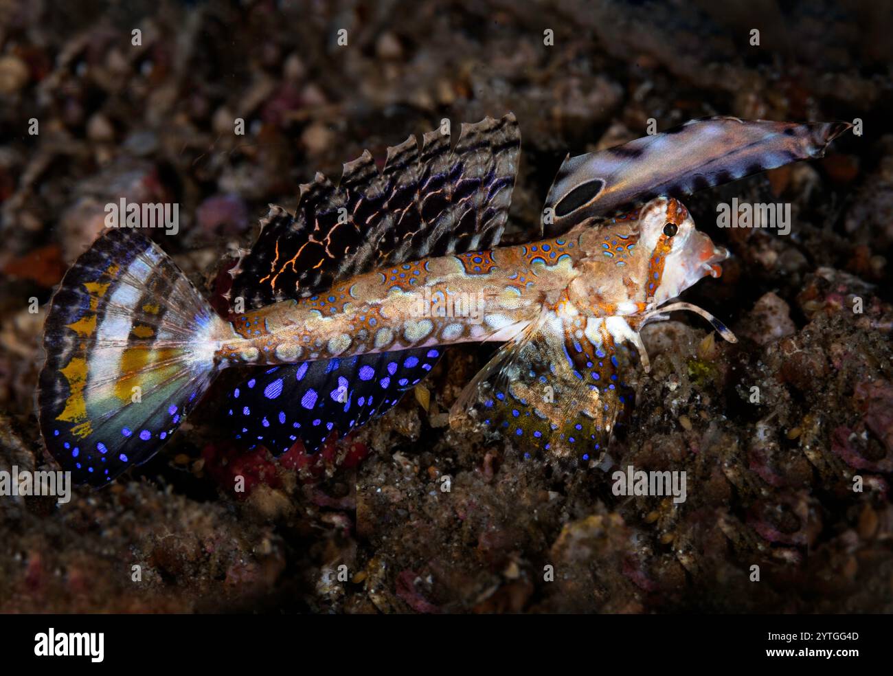 À hauteur des yeux avec un Dragonet orange et noir (Dactylopus kuiteri) sur le fond de l'océan de sable sombre. Banque D'Images