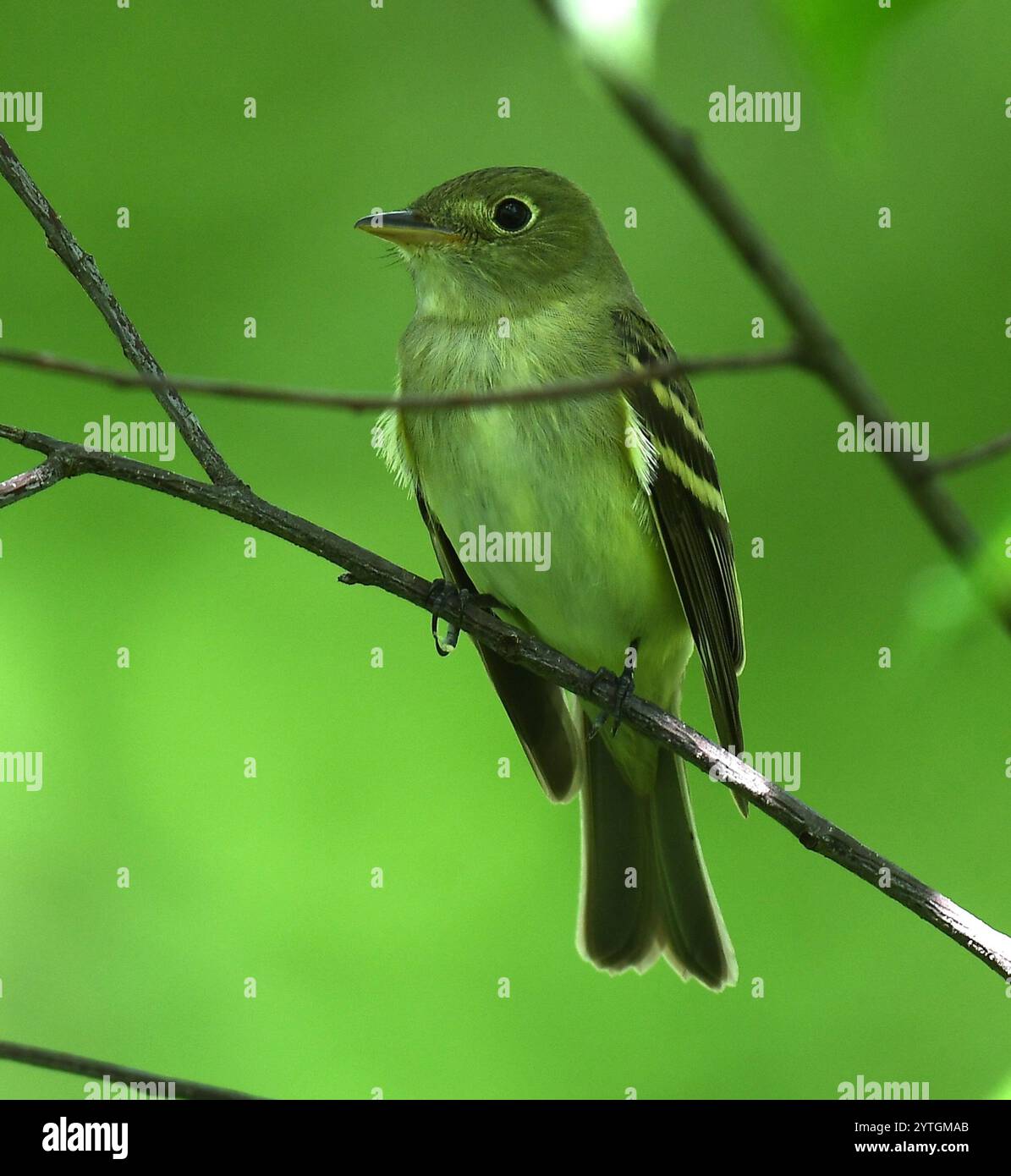 Moucherolle vert (Empidonax virescens) Banque D'Images