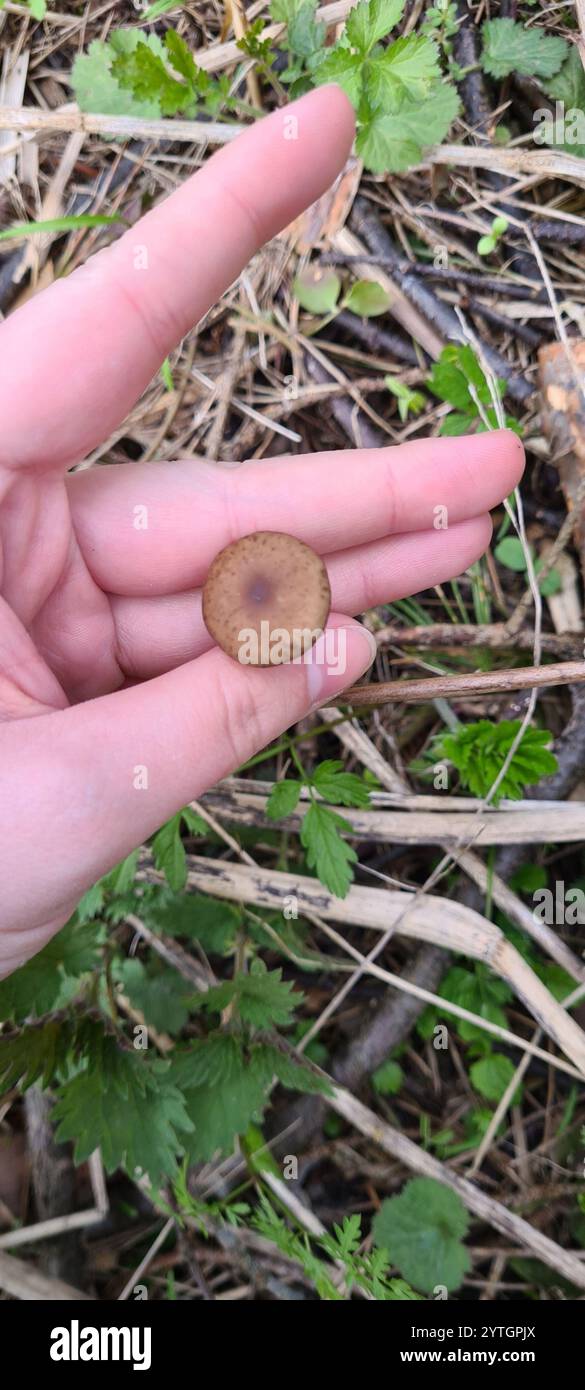 Casquette Sprucecone (Strobilurus esculentus) Banque D'Images