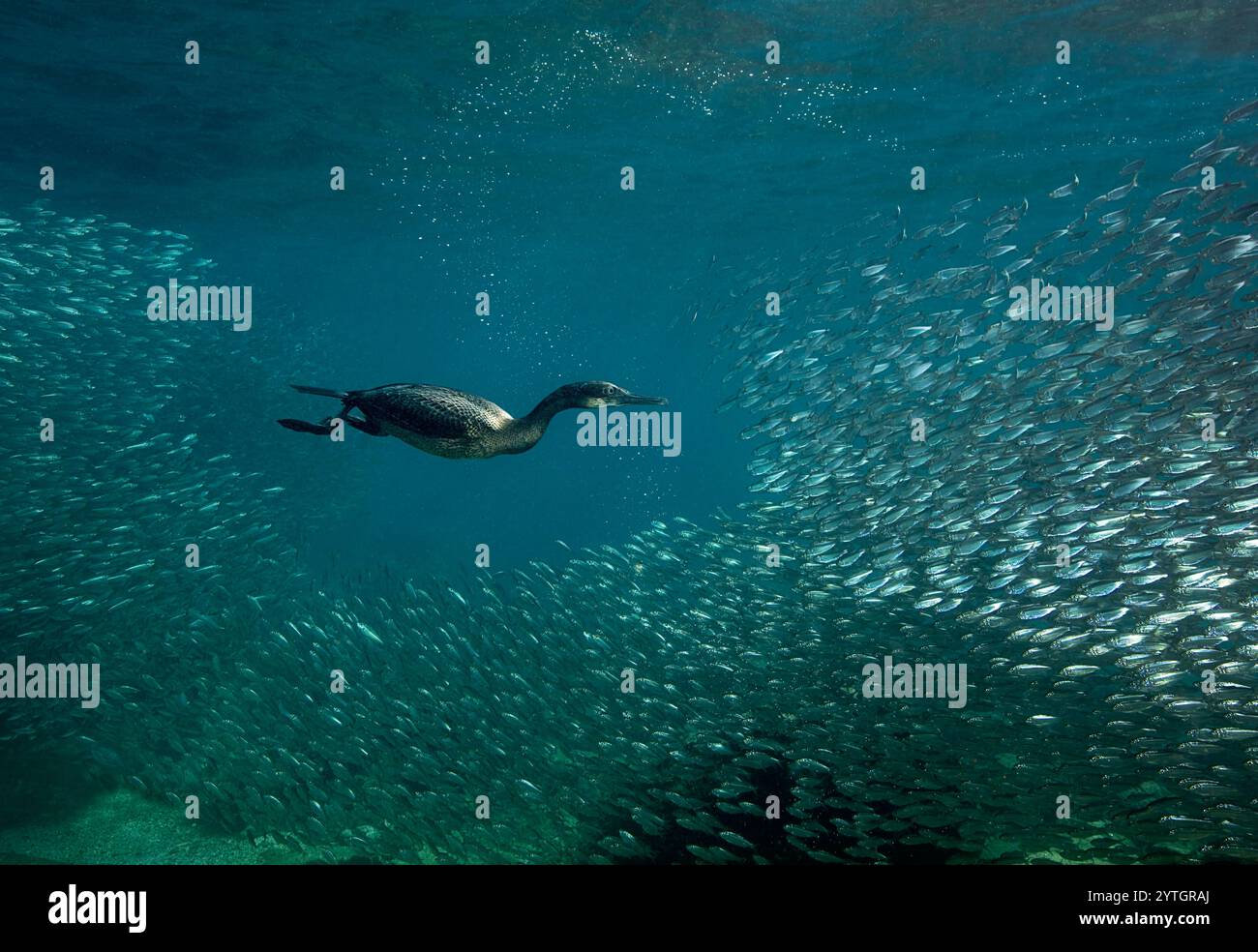 Au niveau des yeux avec un cormoran (Phalacrocoracidae) chassant dans un immense banc de sardines (Sardina pilchardus). Banque D'Images