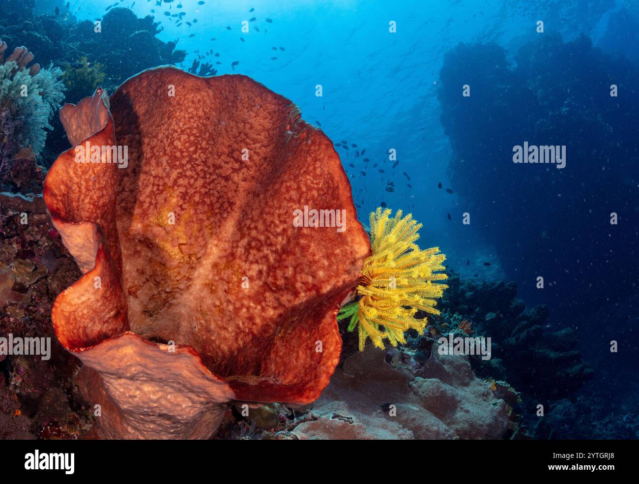 À hauteur des yeux, une éponge vase (Callyspongia) et des étoiles en plumes (Crinoidea) attachées au fond du récif en pente. Banque D'Images À hauteur des yeux, une éponge vase (Callyspongia) et des étoiles en plumes (Crinoidea) attachées au fond du récif en pente. Banque D'Images