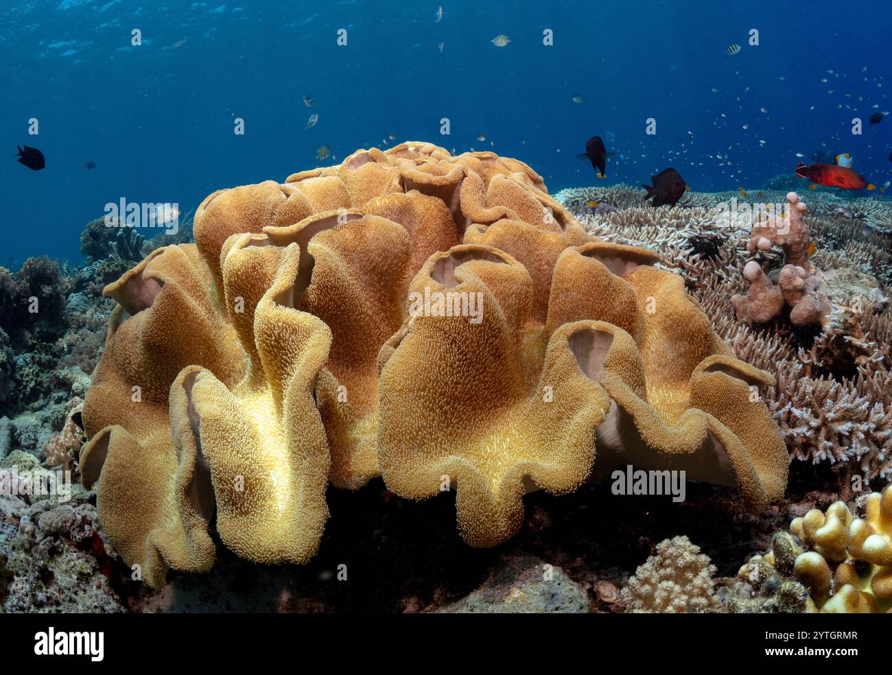 Au niveau des yeux avec un corail en cuir brut (Sarcophyton glaucum) entouré de plusieurs coraux durs. Banque D'Images Au niveau des yeux avec un corail en cuir brut (Sarcophyton glaucum) entouré de plusieurs coraux durs. Banque D'Images