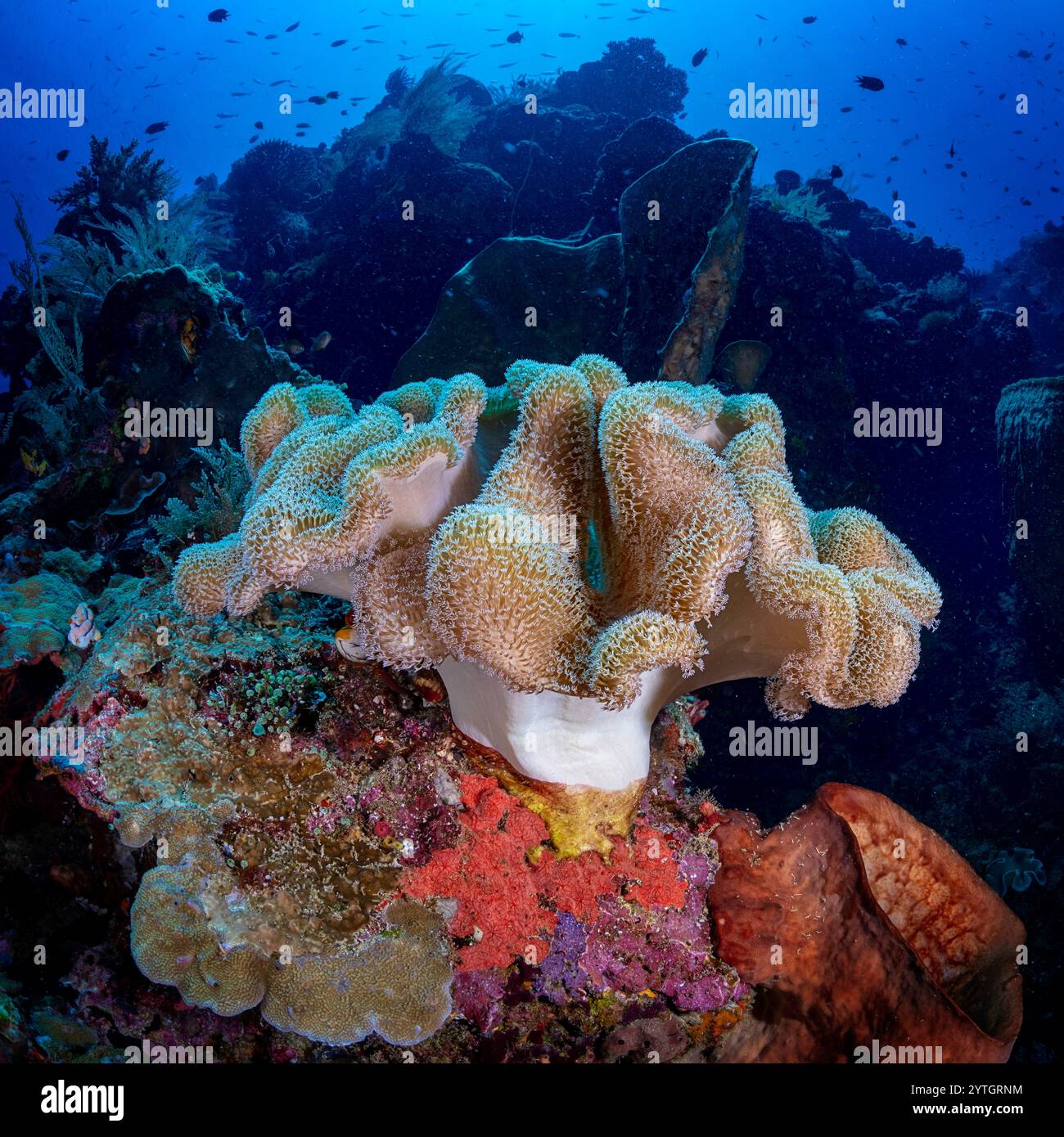 Au niveau des yeux avec un corail en cuir brut (Sarcophyton glaucum) attaché au récif entouré d'un beau jardin de corail. Banque D'Images Au niveau des yeux avec un corail en cuir brut (Sarcophyton glaucum) attaché au récif entouré d'un beau jardin de corail. Banque D'Images