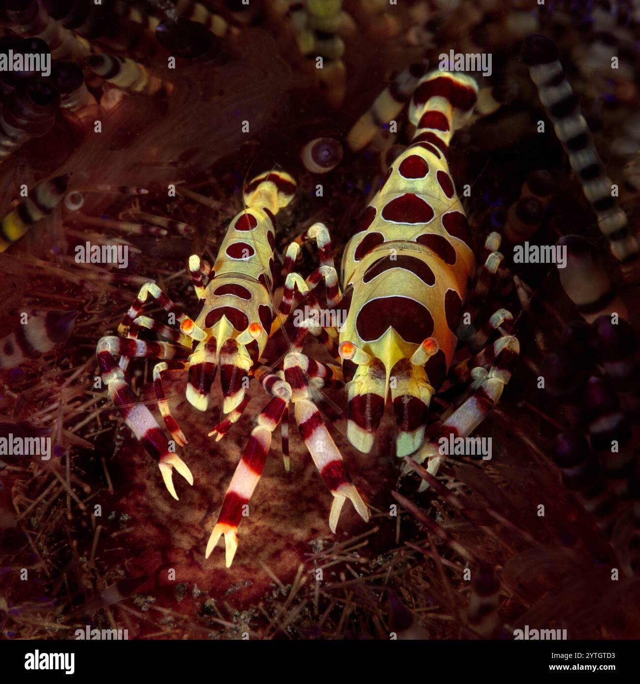 Regardant vers le bas deux crevettes Coleman (Periclimenes colemani) sur leur oursin hôte (Asthenosoma intermedium) Banque D'Images