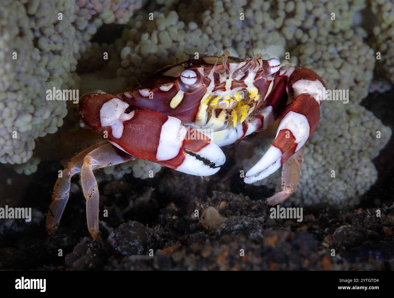 Au niveau des yeux avec un crabe arlequin (Lissocarcinus laevis) sur des polypes coralliens mous. Banque D'Images
