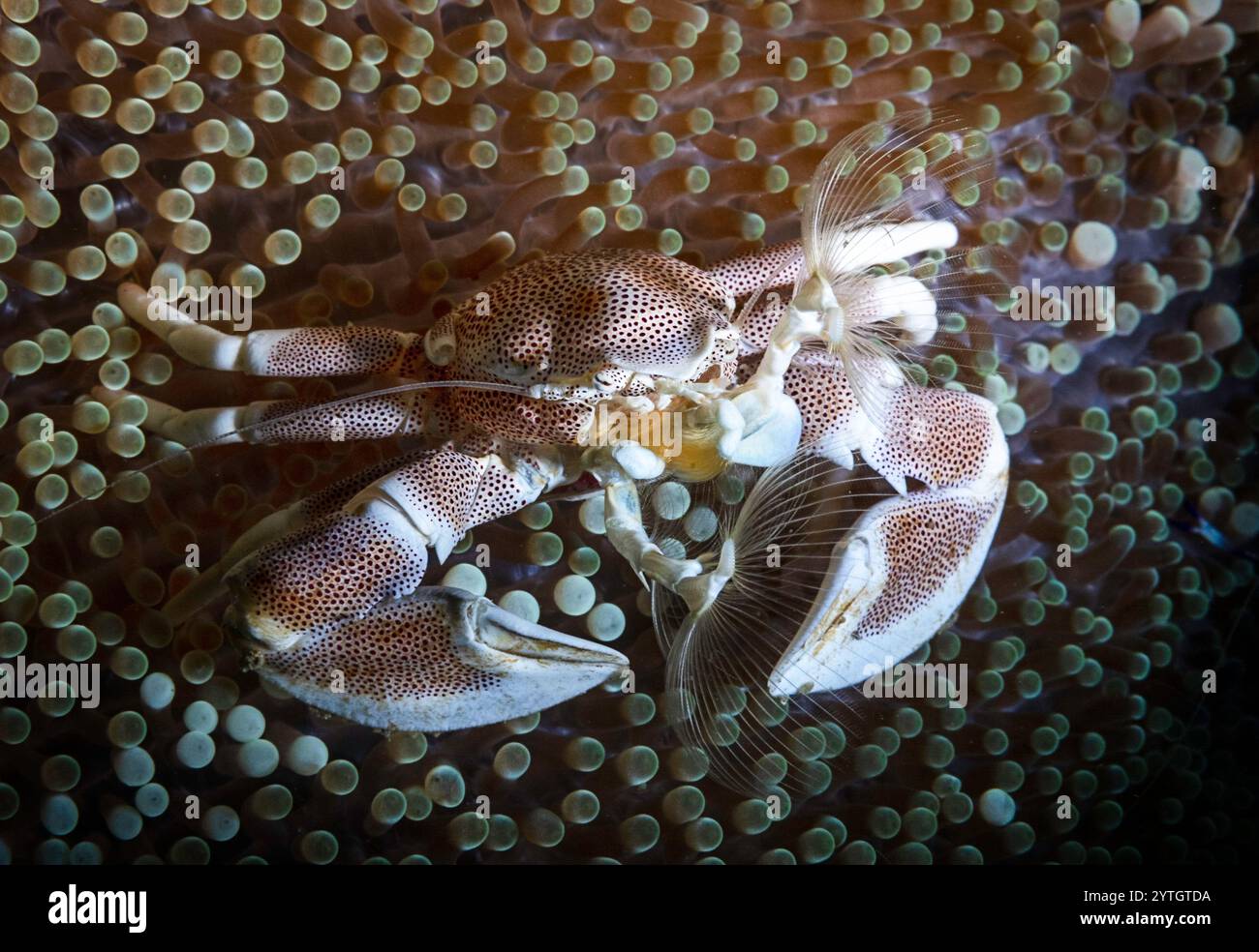 Au niveau des yeux avec un crabe de porcelaine (Petrolisthes galathinus) sur l'anémone hôte. Banque D'Images