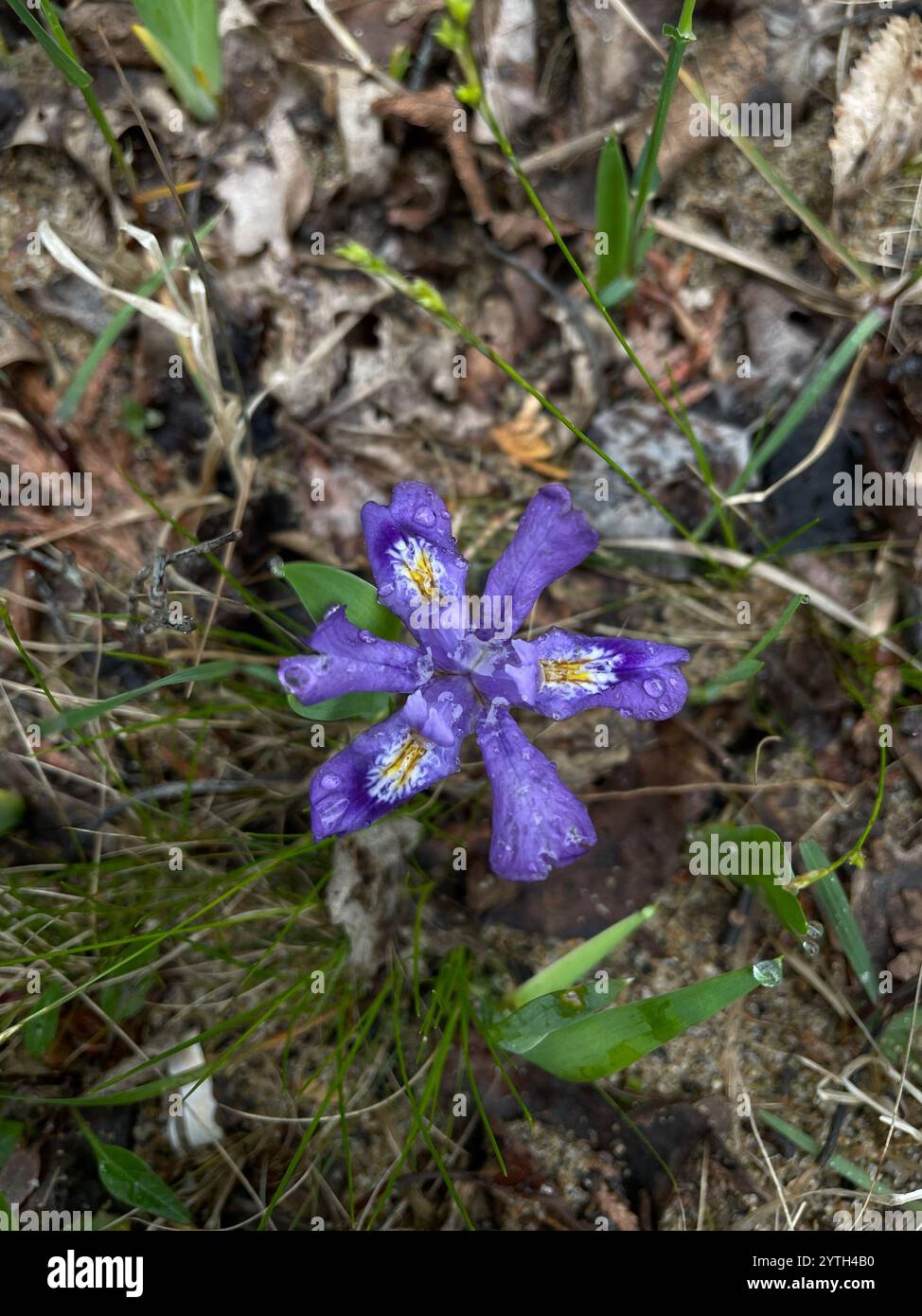 L'iris lacustre (Iris lacustris) Banque D'Images