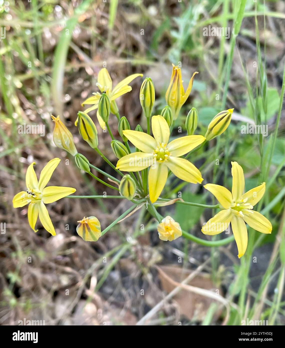 Prettyface (Triteleia ixioides) Banque D'Images