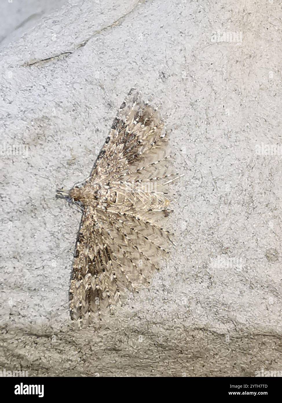 Vingt-plume Moth (Alucita hexadactyla) Banque D'Images