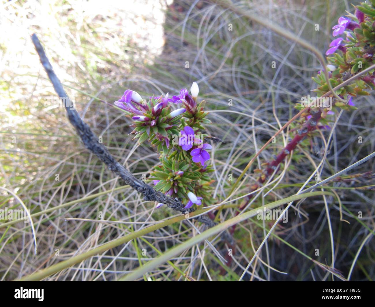 Prickly Purplegorse (Muraltia heisteria) Banque D'Images